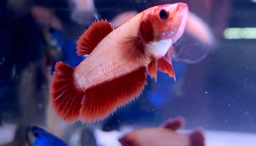 Hướng dẫn xây bể nuôi đúng tiêu chuẩn