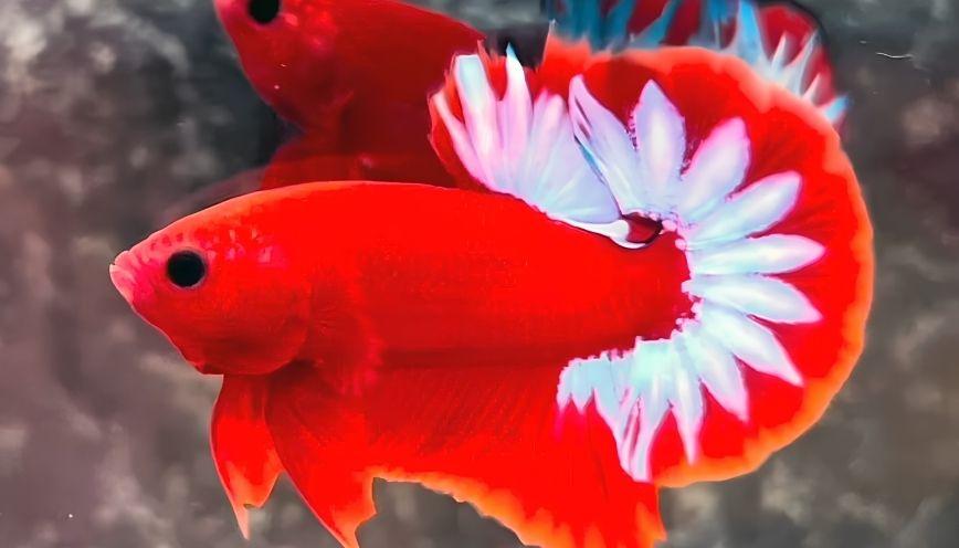 Giải đáp thắc mắc thường gặp khi nuôi cá