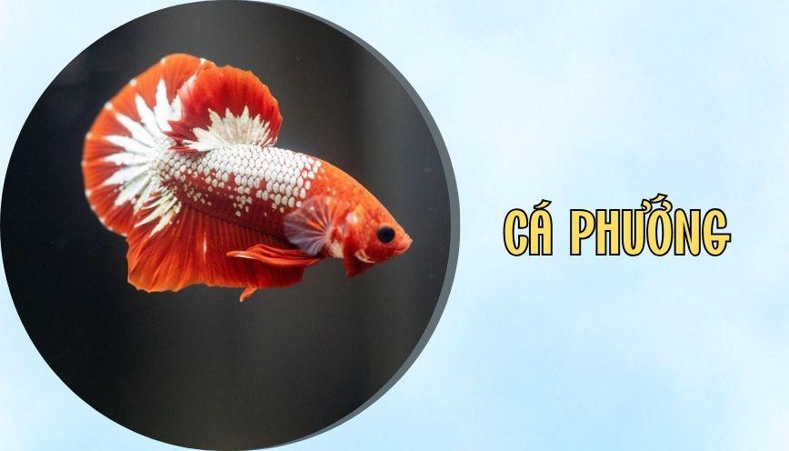 Cá phướng