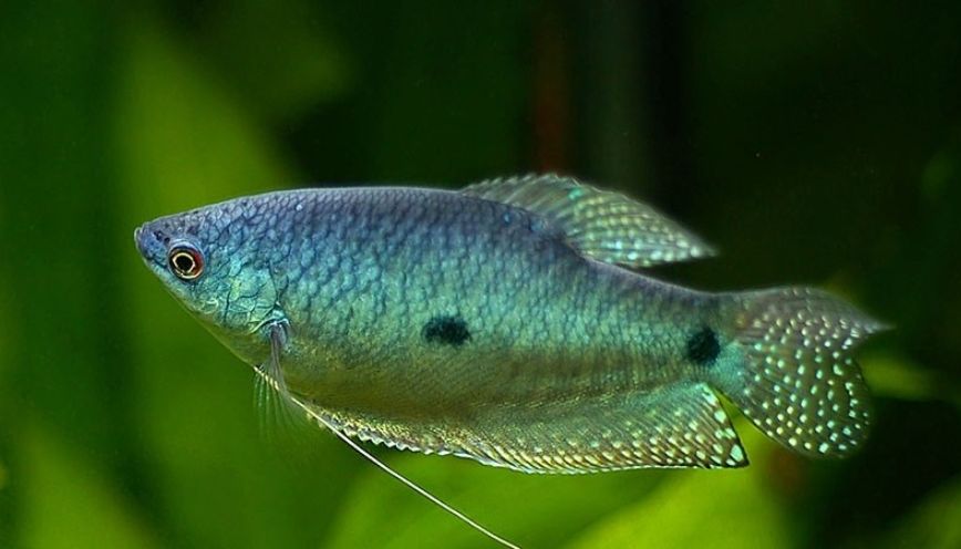 Giá trị dinh dưỡng mang đến cho cơ thể con người