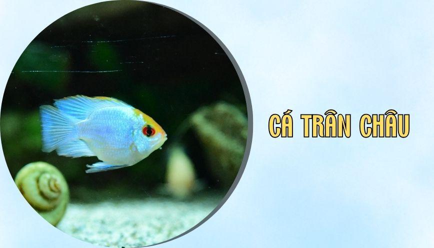 Cá trân châu