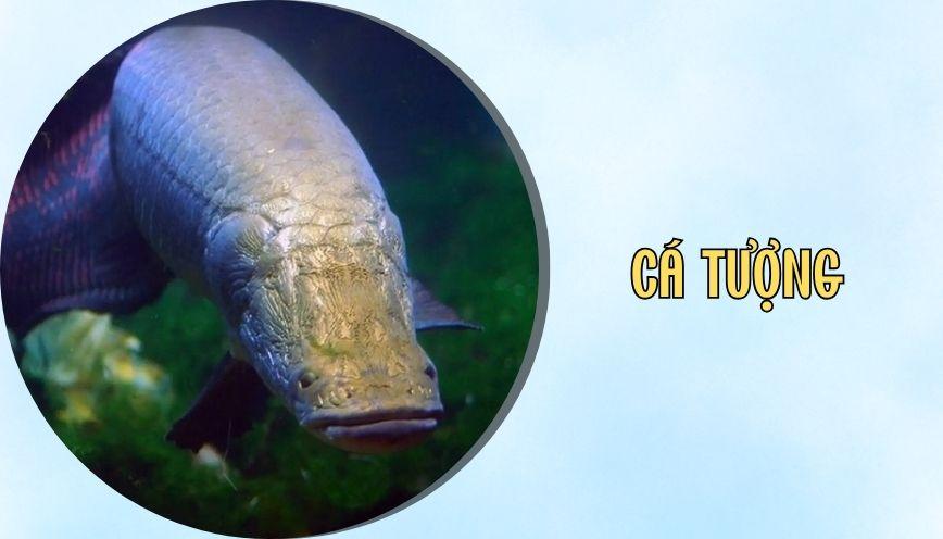 ​Cá tượng